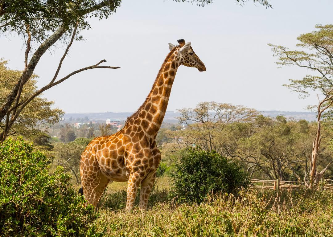 Giraffe Centre i Nairobi