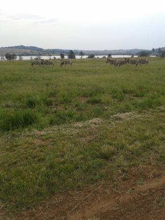 Rietvlei Wetland and Nature Reserve