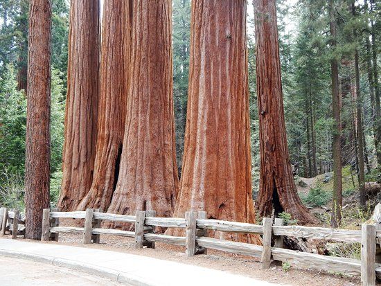 Sequoia National Park