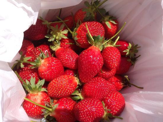Sweet Red Strawberries