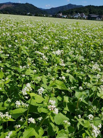 Daegal Tripes & Entrails