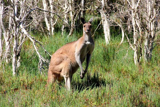 Creery Wetlands Nature Reserve