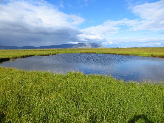The Flói Bird Reserve