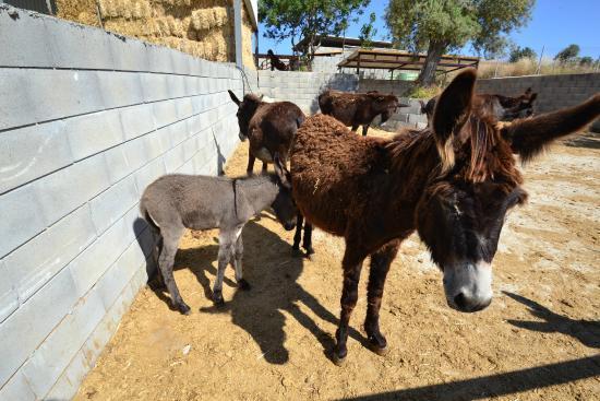 Golden Donkeys Farm