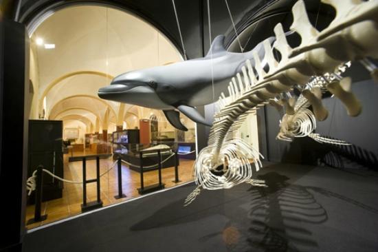 Naturhistorisk museum