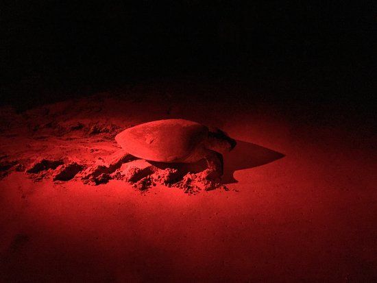 Turtle Conservation Project Turtle Watch