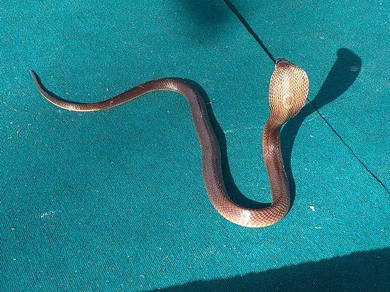 Aonang Snake House