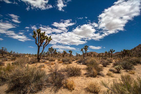 Joshua Tree Nationalpark