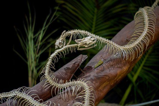 Snake Kingdom