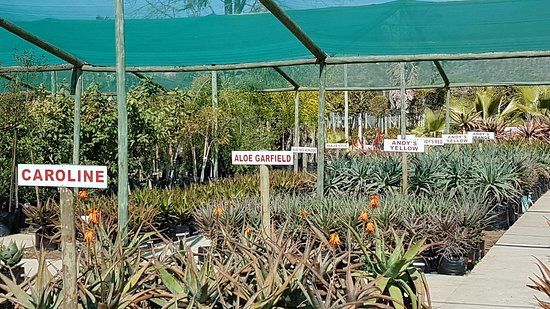 The Aloe Farm