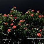 Onammae Chicken Ribs