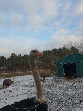 Möjas Strutsfarm