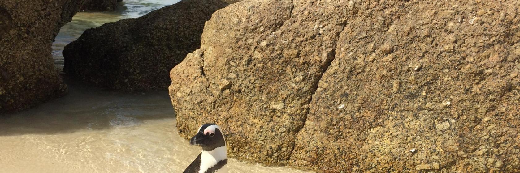 Boulders Beach