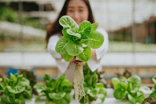 WeGreen Restaurant