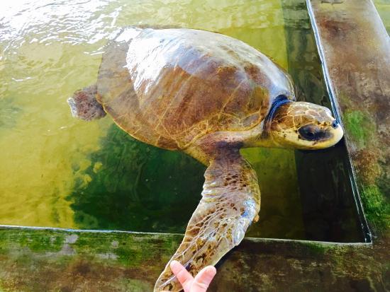 Turtle Hatchery Hikkaduwa
