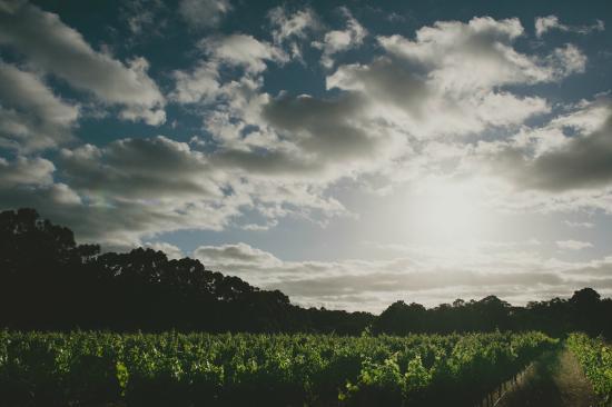 Stella Bella Wines