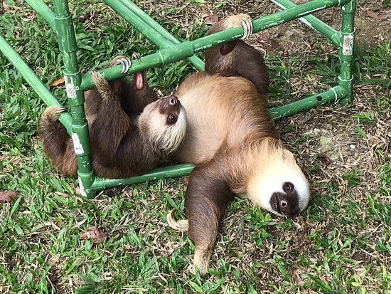 Sloth Sanctuary of Costa Rica