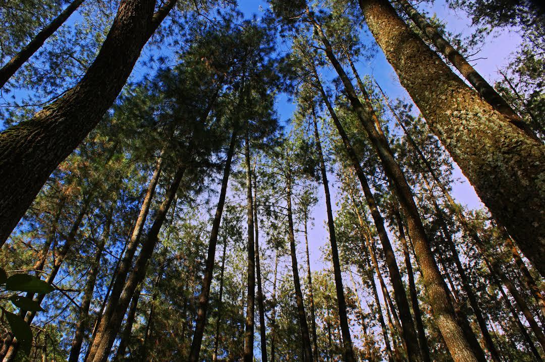 Djuanda Forest Park