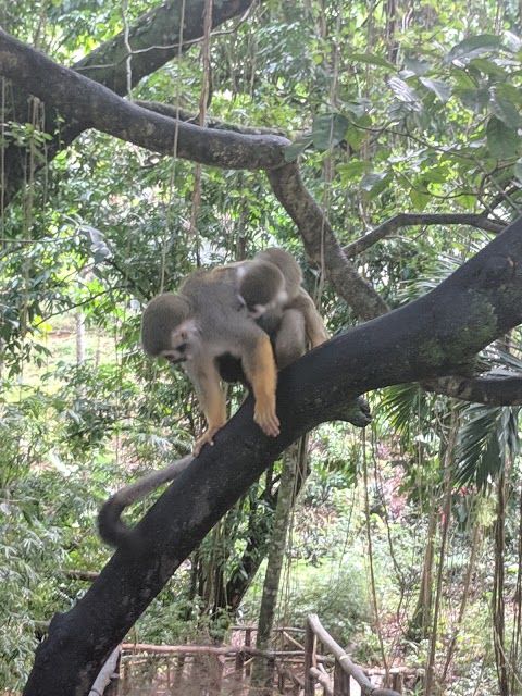 Monkey Jungle Dominican Republic