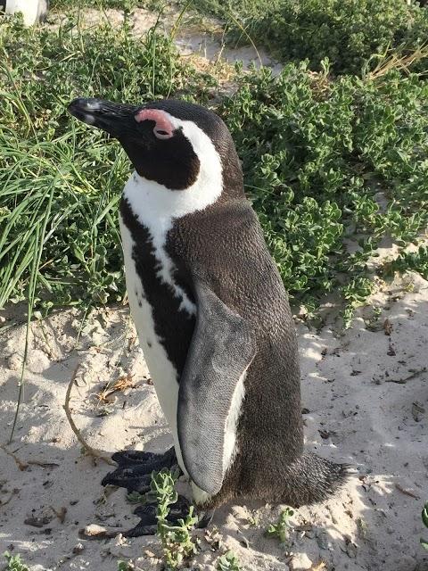 Boulders Beach pinguïnkolonie