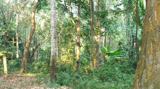 Doi Suthep-Pui National Park