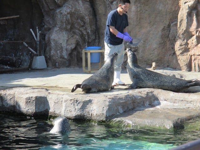 Asahiyama Zoo