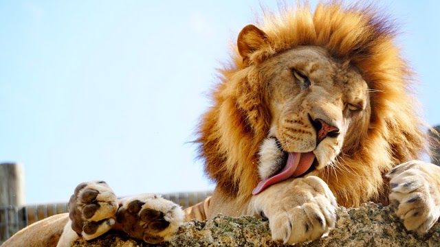 Zoological Wildlife Foundation