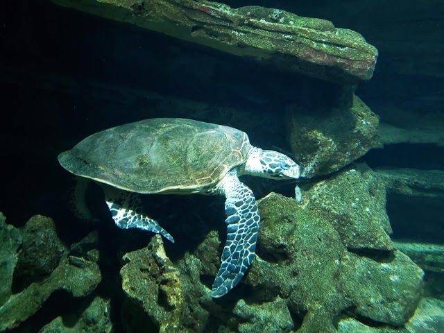 New Zealands nasjonale akvarium