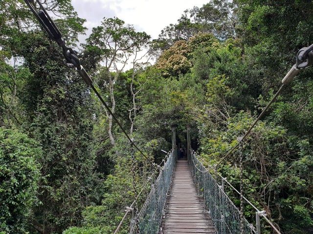Tree Top Walkway