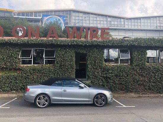 Bird on a Wire Orakei Bay