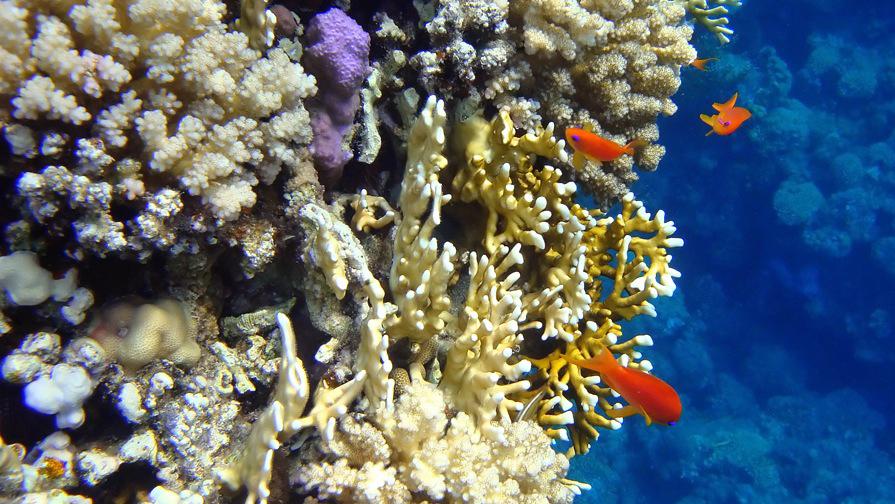 Sharm El Naga
