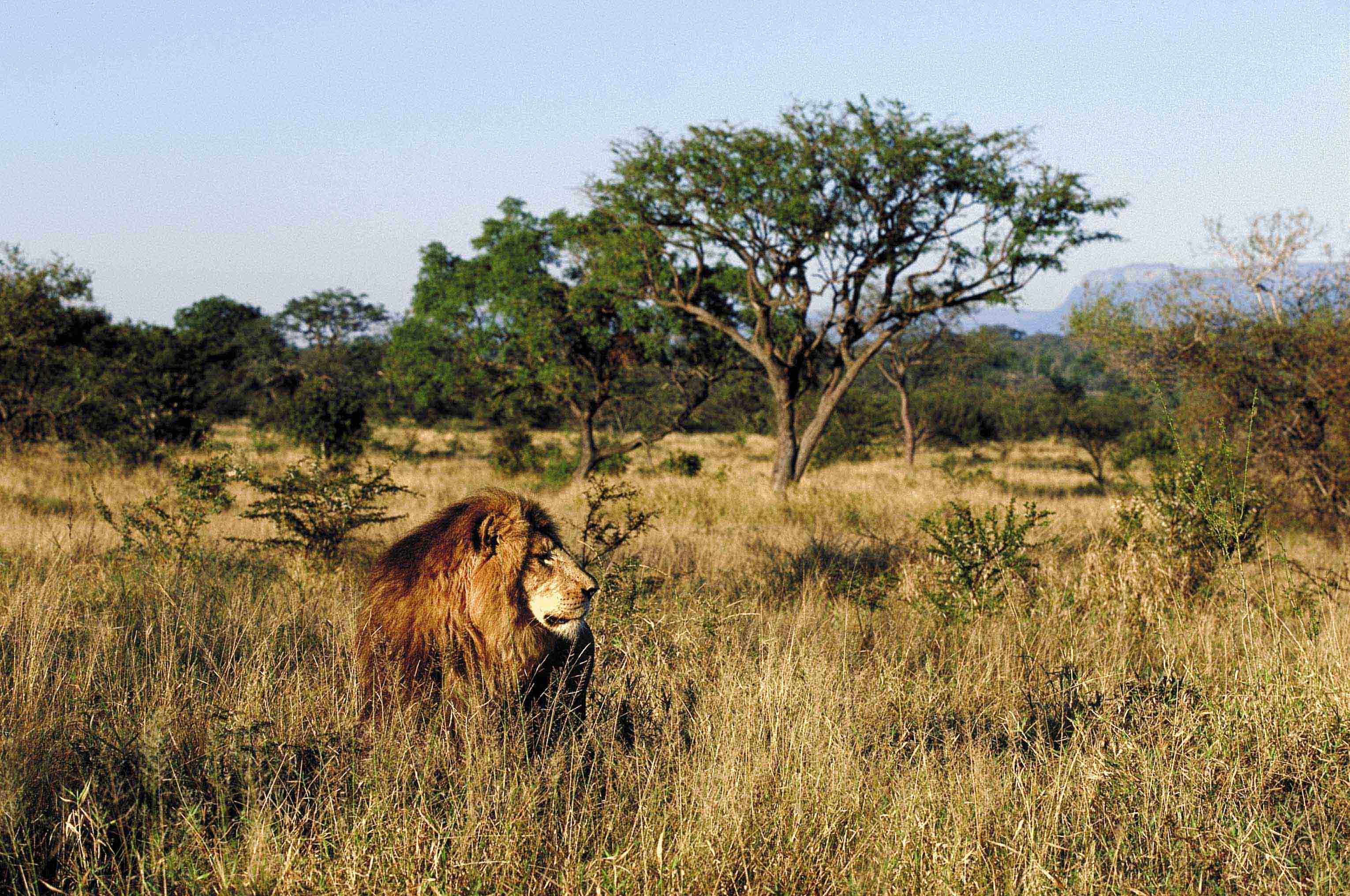 Kapama Game Reserve
