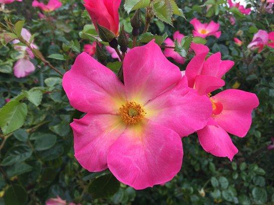 National Rose Garden