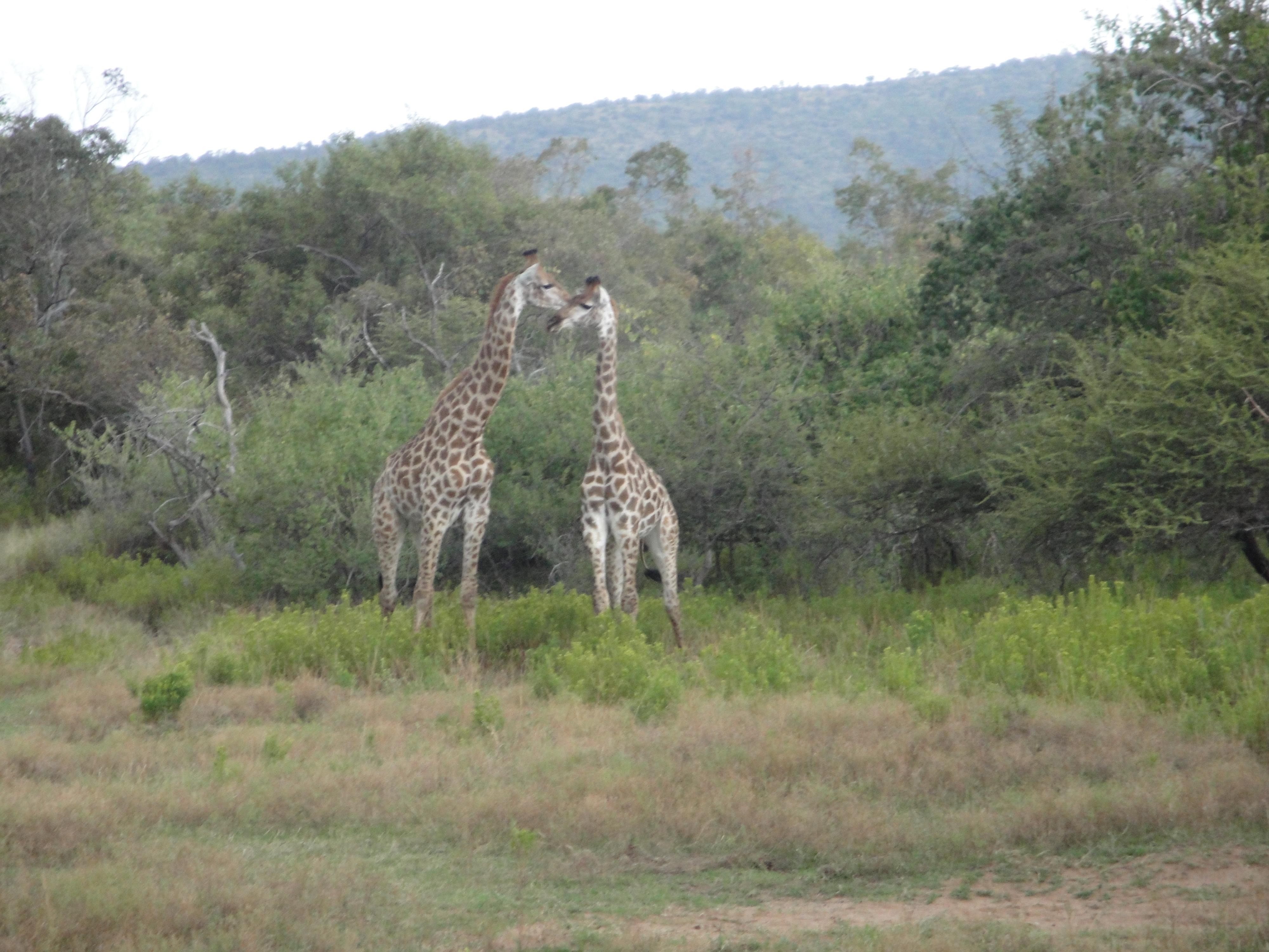 Mabalingwe Game Reserve