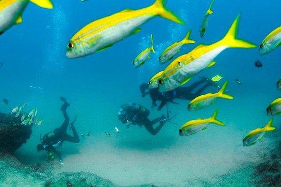 Devocean Diving