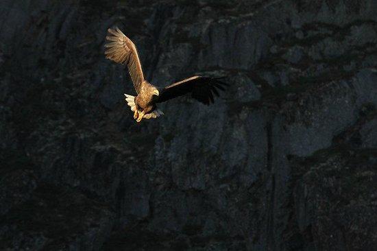 Lofoten Oppleveiser