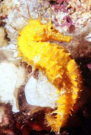 Pula Diving Center