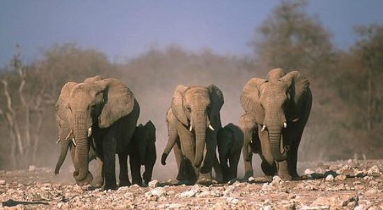 Wild Dog Safaris