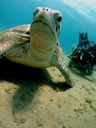 Emperor Divers El Gouna - Day Trips