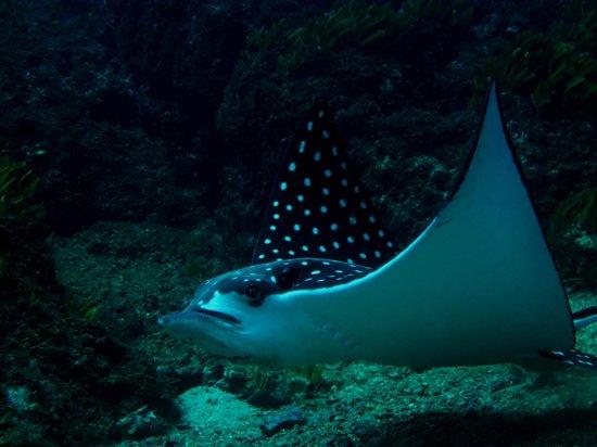 SCUBA Diving at Summer Salt Dive Center