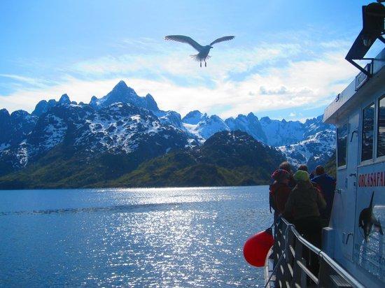 Trollfjord Cruise