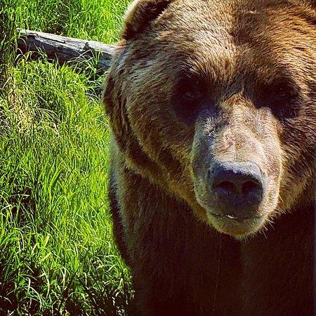 PicTours Alaska