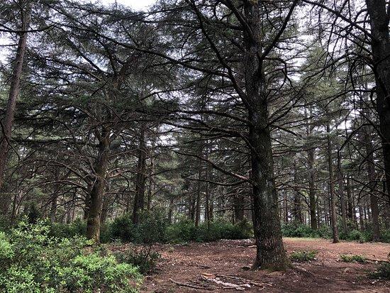 Foret de Cedres