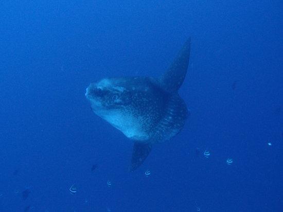 Bali Diving Tour - Bali Mango Dive