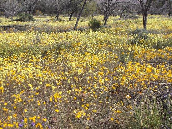 Australian Wildflower Tours