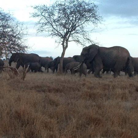 Jorim Tours and Safaris