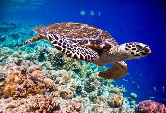 Red Sea Excursions