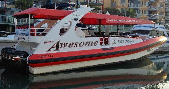 That's Awesome Dusk Patrol Whale Watching