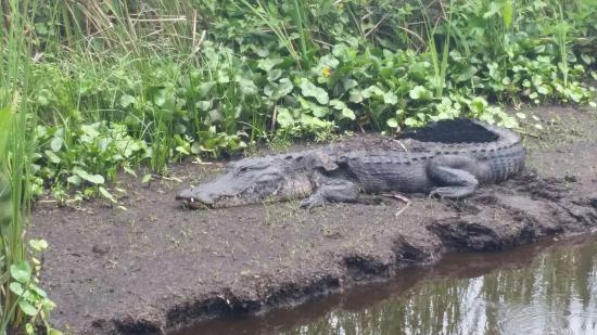 Miami Airboat Tours