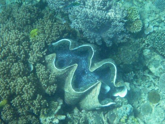 Synergy Reef Sailing